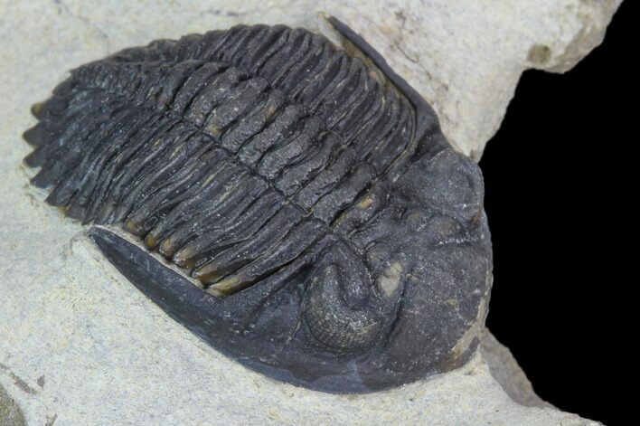 Brown Hollardops Trilobite - Foum Zguid, Morocco #125184